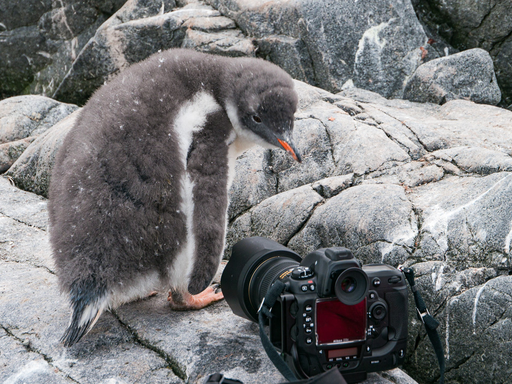 Pingüino curioso